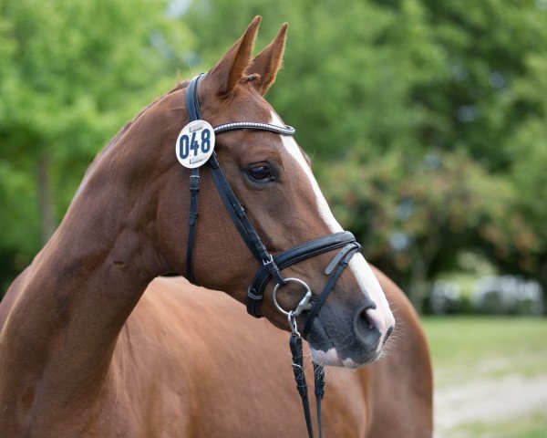 broodmare Dany Plus 2 (Hanoverian, 2012, from Danone 4)