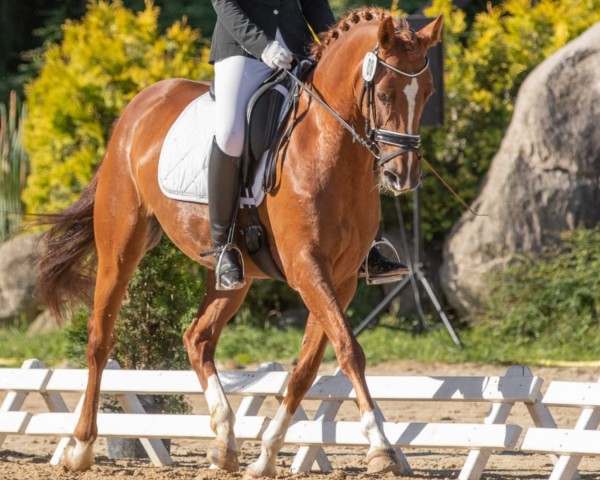 dressage horse Bella Bellisima 3 (Hanoverian, 2015, from Burlington II)