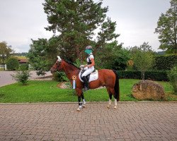 dressage horse Mio my Mio (Welsh-Pony (Section B), 2001, from Glantir Macaulay)