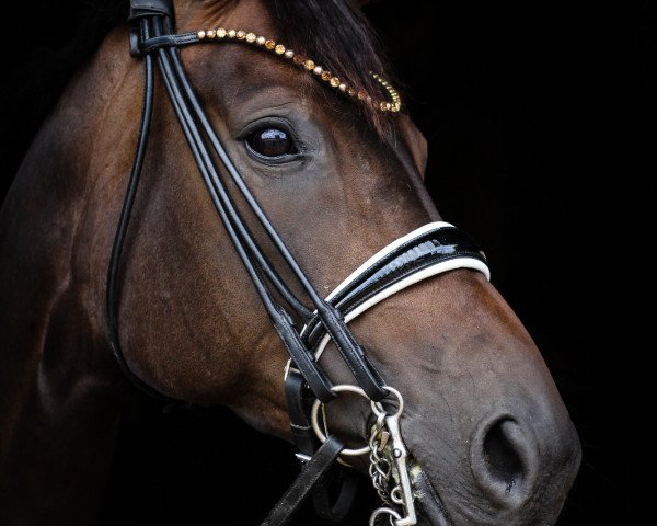 broodmare Scarlett (Hanoverian, 2013, from Sir Donnerhall I)