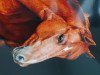 dressage horse Quiet Boy 3 (Pony without race description, 2011)