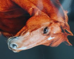 dressage horse Quiet Boy 3 (Pony without race description, 2011)