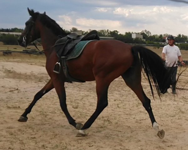 jumper Margarita BMG (KWPN (Royal Dutch Sporthorse), 2017, from Elton John)