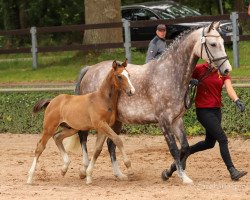 Springpferd Bodyguard (Deutsches Sportpferd, 2020, von Benthen's Balou)