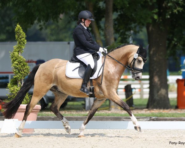 dressage horse RSB Golden Schorschi (German Riding Pony, 2016, from Golden West NRW)