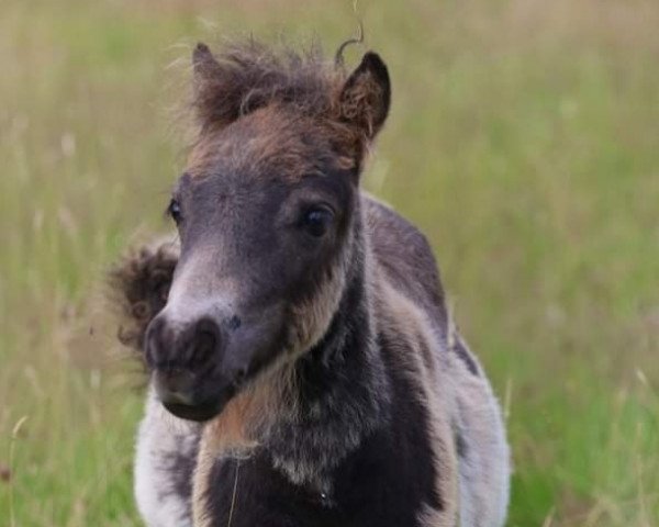 Pferd Lottenhofs Elfe (Shetland Pony (unter 87 cm), 2020, von Skäpperöds Ulysses)