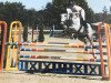 jumper Clearado 3 (Oldenburg show jumper, 2013, from Clearado)