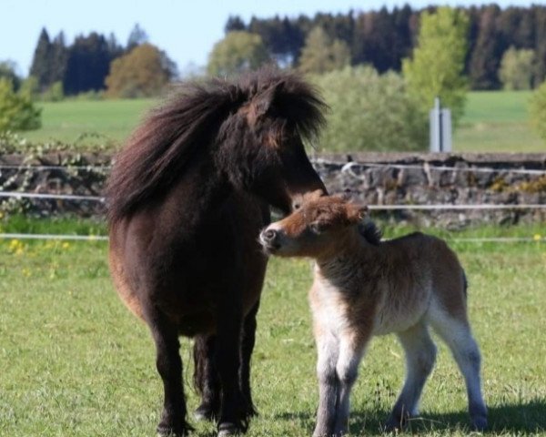 broodmare Escallonia v d Buxushof (Shetland pony (under 87 cm), 2011, from Expensive van Bromishet)