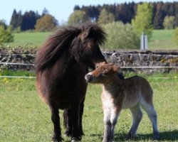 broodmare Escallonia v d Buxushof (Shetland pony (under 87 cm), 2011, from Expensive van Bromishet)