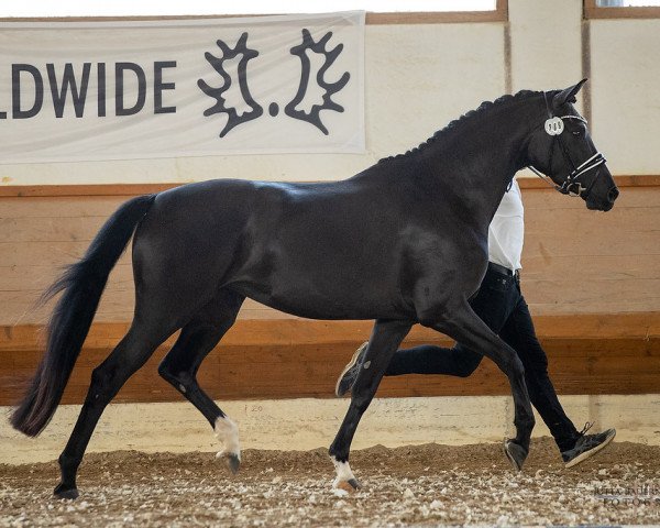 dressage horse Soleil du Noir cm (Trakehner, 2017, from Perpignan Noir)