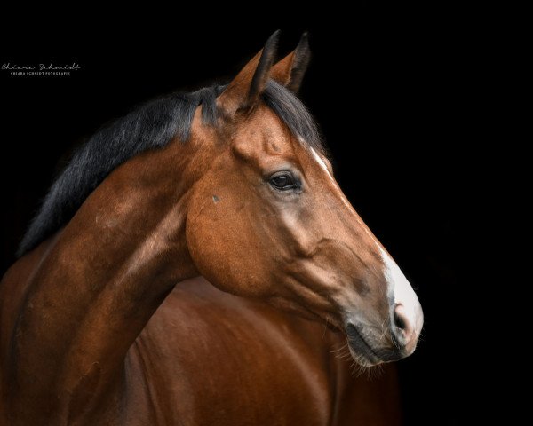 jumper Diarado-Blue (Oldenburg show jumper, 2013, from Tailormade Diarado's Boy)