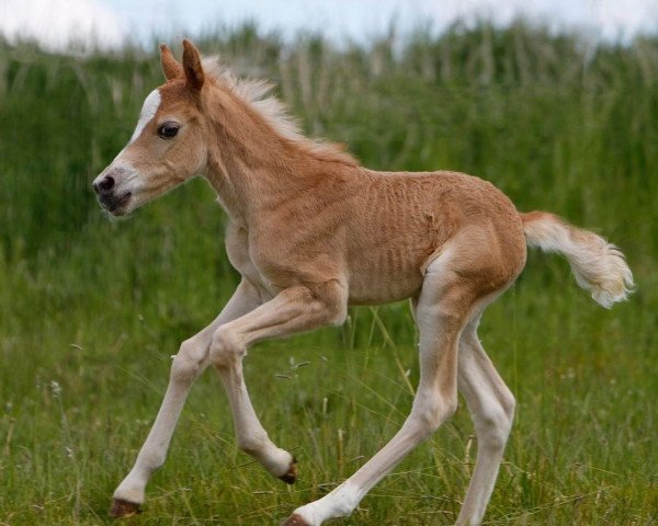 Dressurpferd Auria (Haflinger, 2020, von Amore Mio)