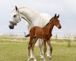 dressage horse Corleone (Hanoverian, 2020, from Christ)