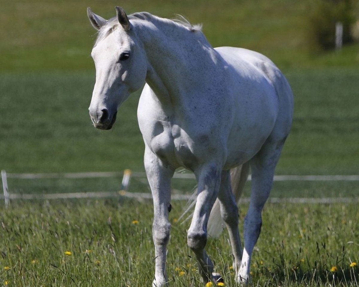 broodmare Sunshine 589 (Polish Warmblood, 2005, from Love Affair)