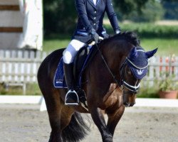 jumper Freienfeldes Ruck-Zuck (German Riding Pony, 2016, from Proud Rocketti)