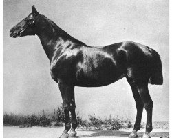 broodmare Elima (Trakehner,  , from Elimar)