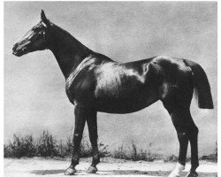 Pferd Sappho (Trakehner,  , von Percival)