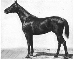 broodmare Bulgaria (Trakehner, 1901, from Meistersinger xx)