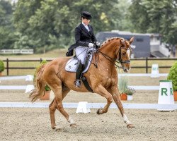 dressage horse Fairmont 7 (Holsteiner, 2003, from Fleming)