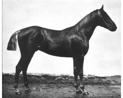 stallion Liebling (Trakehner,  , from Mortimer)