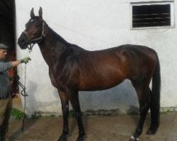 dressage horse Florina (Westphalian, 2009, from Florianus)