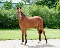 broodmare Cherry Lady (Holsteiner,  , from Cascadello)