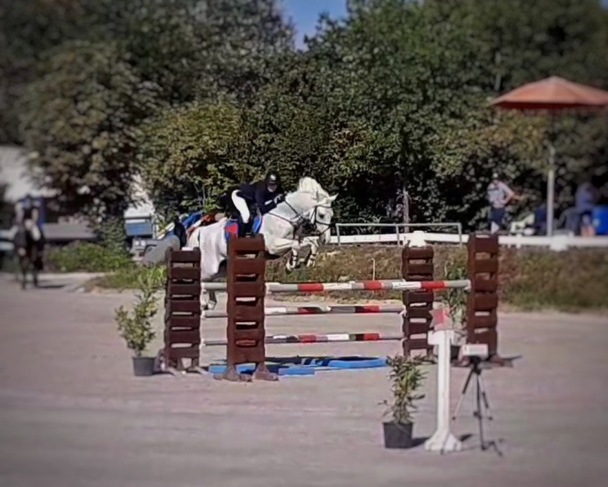jumper Greenacres Bobby (Irish Sport Horse, 2003, from Greenacres King)