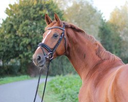 dressage horse Shakira (Rhinelander, 2011, from Stoiber SN)