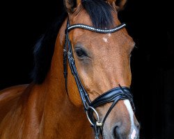 dressage horse Samson Goes Dancing (Hanoverian, 2011, from Sir Calypso)