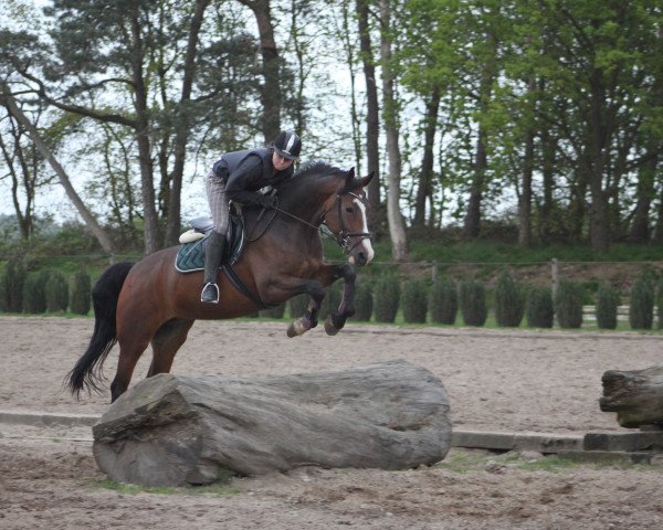 broodmare Vonya (KWPN (Royal Dutch Sporthorse), 2002, from Marlon)