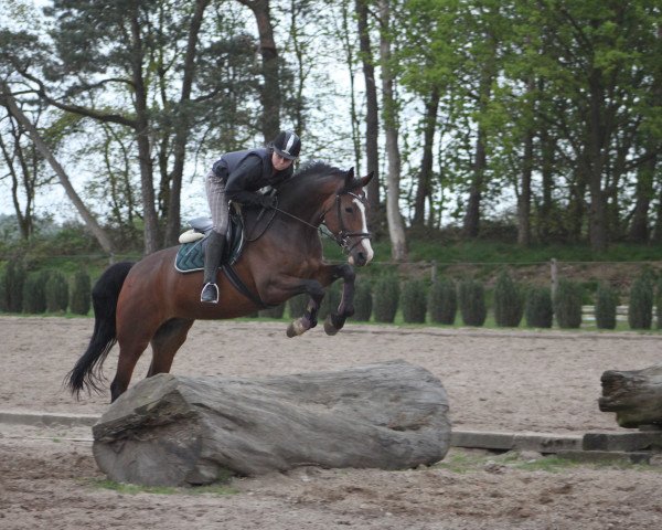 Zuchtstute Vonya (KWPN (Niederländisches Warmblut), 2002, von Marlon)