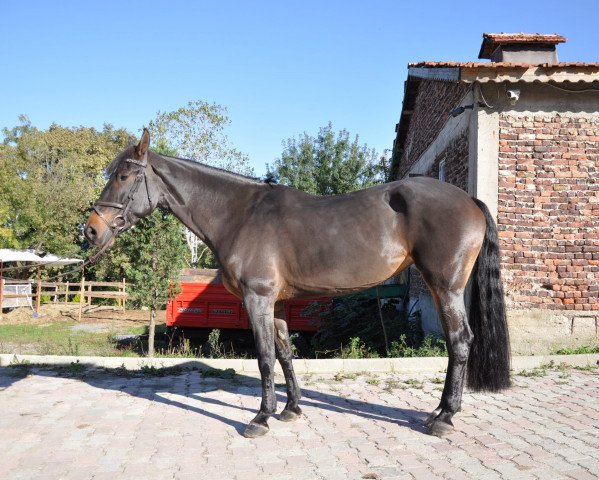 horse Nabi (KWPN (Royal Dutch Sporthorse), 2011, from Namelus R)