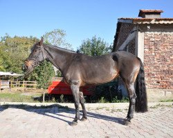 Pferd Nabi (KWPN (Niederländisches Warmblut), 2011, von Namelus R)