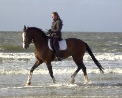 dressage horse Flamenco G (Westphalian, 1999, from Florestan I)