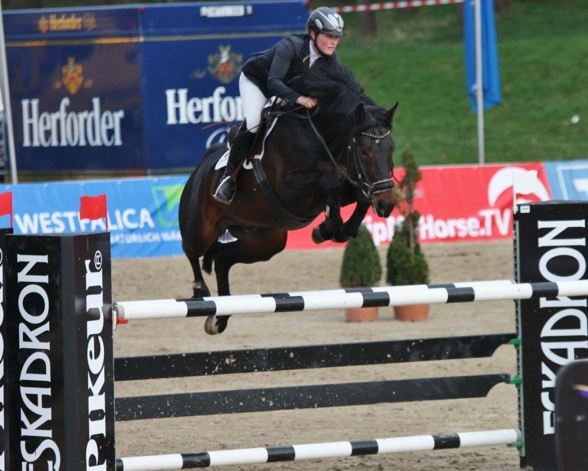 Deckhengst Dede V (Westfale, 2009, von Dollar de la Pierre)