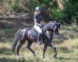 Springpferd Theo's Son (Deutsches Reitpony, 2013, von Theo Jackson)