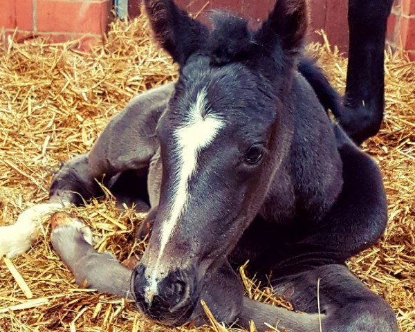 Dressurpferd Sweet As Chocolate 3 (Westfale, 2018, von Secret)