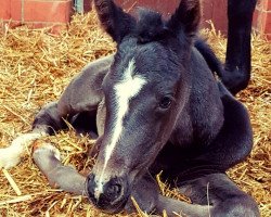 Dressurpferd Sweet As Chocolate 3 (Westfale, 2018, von Secret)