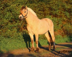 Pferd Herredslunds Jaguar (Fjordpferd, 2016, von Stald Kiels Jargon)