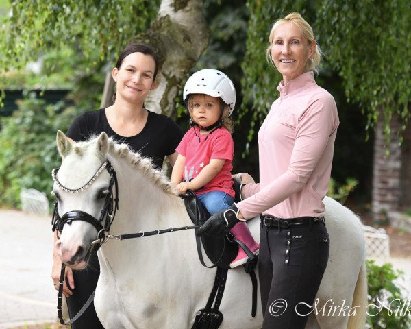 dressage horse Pierre (Welsh mountain pony (SEK.A), 2015, from Leybucht's Pierre)