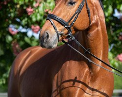 jumper Tamango`s Tinkerbell (Westphalian, 2013, from Tamango)