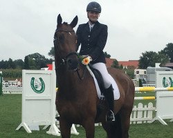 dressage horse Franziskaner 7 (Rhinelander, 2010, from Fürst Grandios)