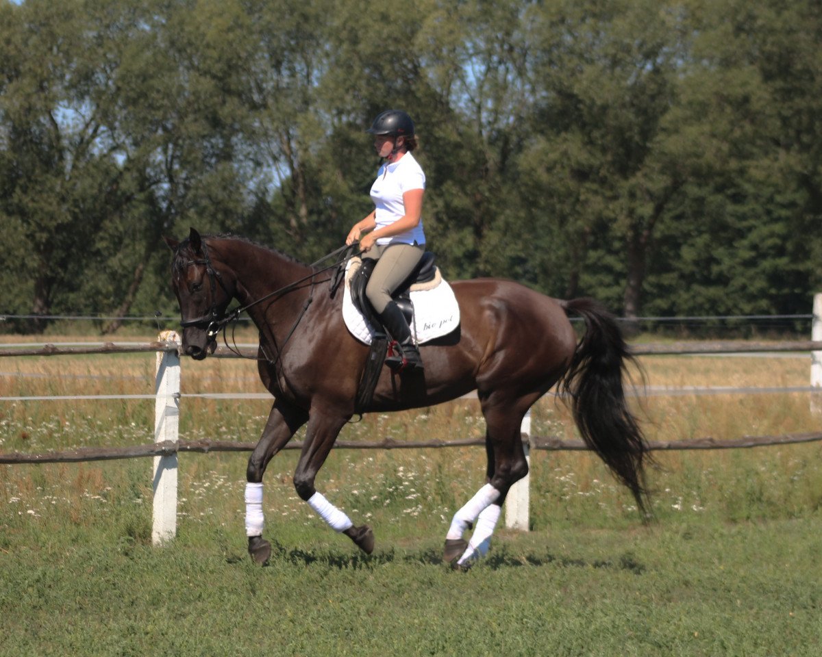 Pferd Tall black machine for jumpig/ eventing (Polnisches Warmblut, 2015)
