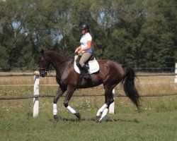 horse Tall black machine for jumpig/ eventing (Polish Warmblood, 2015)