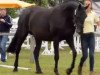 broodmare Samantha (Hanoverian, 2008, from Satisfaction FRH)