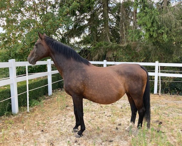 broodmare Ribeira Grande G (Luxembourg horse, 2001, from Rotspon)