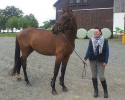 dressage horse Dakota (Oldenburg, 2010, from Dream Rubin)