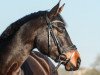 dressage horse Fleur la belle 3 (Hanoverian, 2014, from Fantastic)