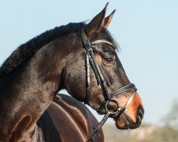 dressage horse Fleur la belle 3 (Hanoverian, 2014, from Fantastic)