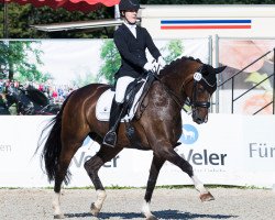 dressage horse Dubai S (Württemberger, 2009, from Birkhofs Denario)